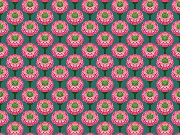 Strawflower bursting