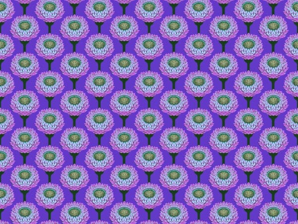 strawflower periwinkle