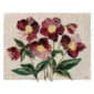 Hellebores