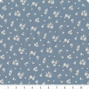 Everlasting Tumbling Daisy A